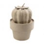 Mini Catus Bola HD049C